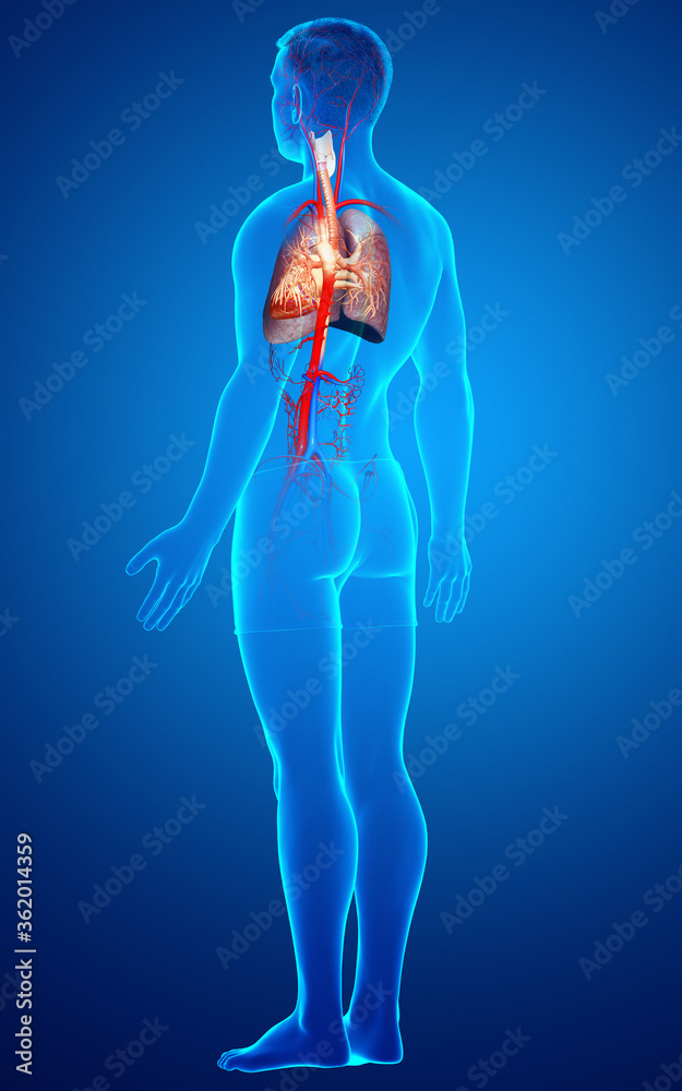3d rendered, medically accurate illustration of a male lung anatomy 3d rendered, medically accurate illustration of a male lung anatomy