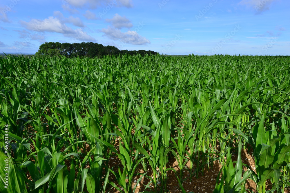 Corn Fields in England in early July