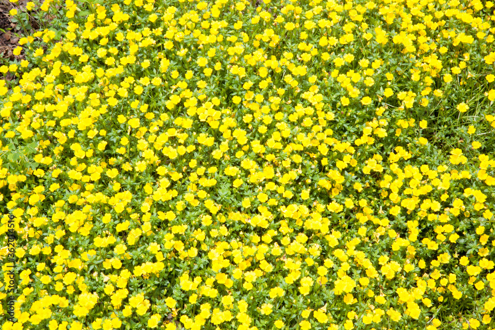 A field of yellow flowers A field of yellow flowers
