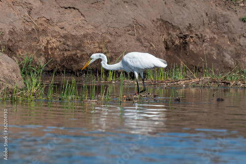 Grande Aigrette,. Ardea alba, Great Egret