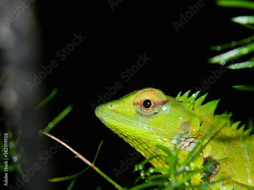 iguana on a tree