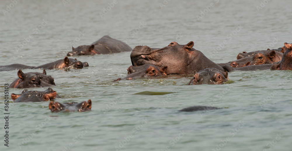 Fototapeta premium Hippopotame, Hippopotamus amphibius, Afrique du Sud