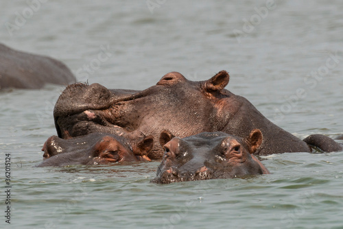 Hippopotame, Hippopotamus amphibius, Afrique du Sud