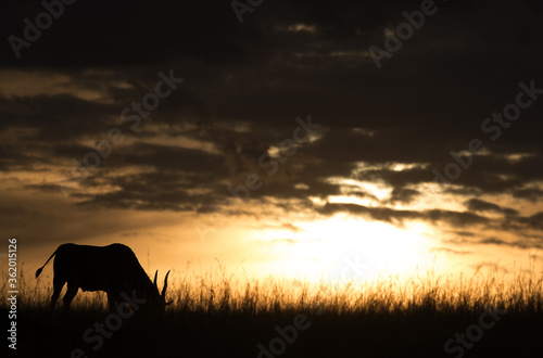 Fototapeta Naklejka Na Ścianę i Meble -  Eland antelope grazing at dusk, Masai Mara
