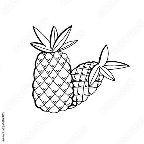 Hand-drawn image of two pineapples. Black and white vector image. Isolated on a white background.