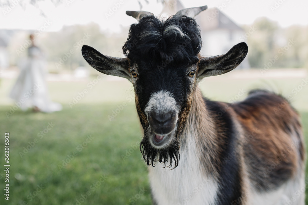 the goat is looking at the camera at a wedding. In the background the bride in blur. in the animal world the goat is looking at the camera at a wedding. In the background the bride in blur. in the animal world