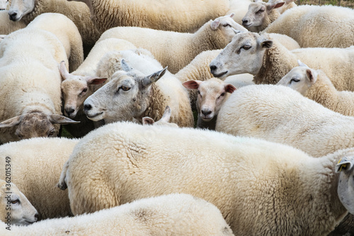 Close-up of a herd of lambs