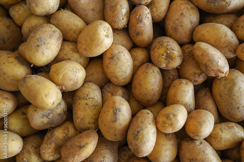 Bunch of organic potato on a market
