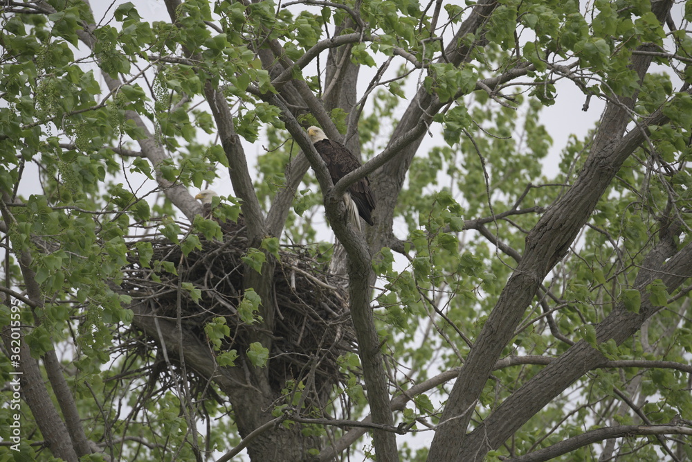 Bald eagle nest, McGee marsh, USA