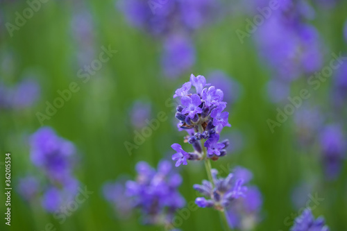 Close-up of purple blooming lavender