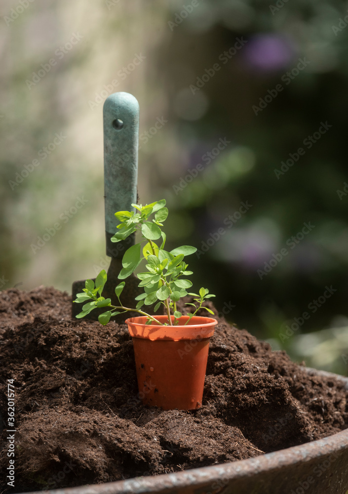 hand spade in some fresh soil