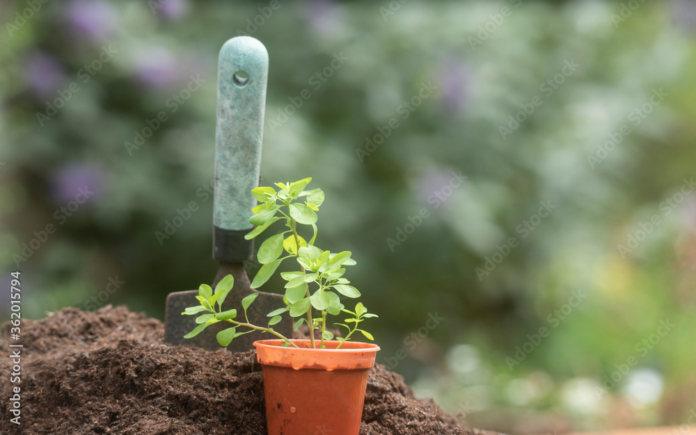 a gardening tool and plant