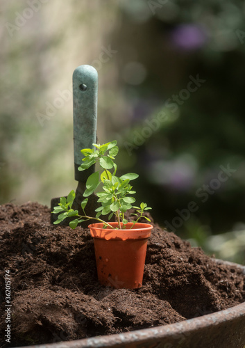 Obraz na płótnie hand spade in some fresh soil w salonie