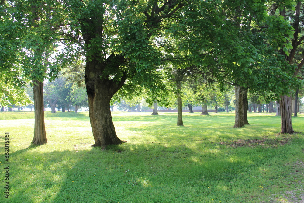 Fototapeta premium Green trees and green meadows