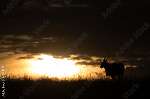 Eland in Savannah during sunset, Masai Mara