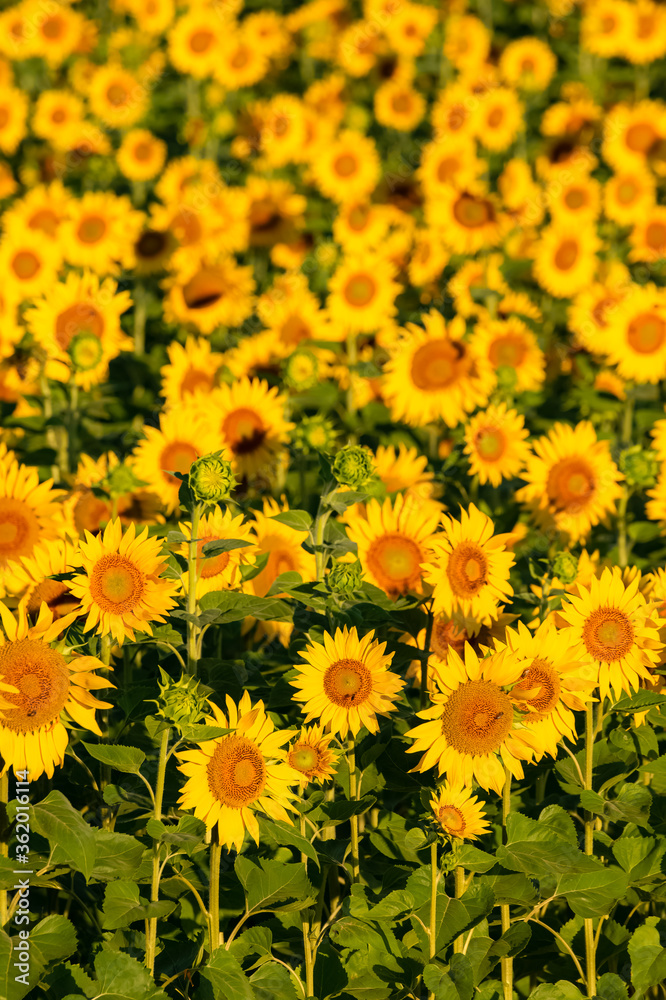 sunflowers field in full sun in Provence, yellow background
sunflowers field in full sun in Provence, yellow background