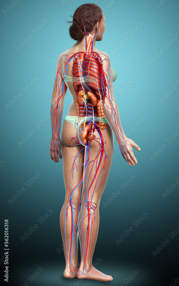 3d rendered medically accurate illustration of the female circulatory  system and internal organs