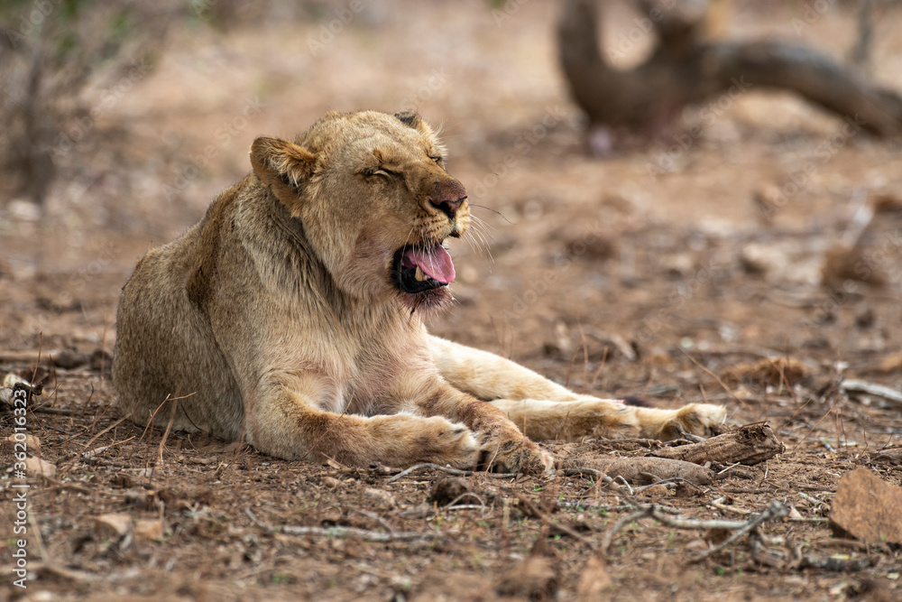 Fototapeta premium lion, femelle, lionne, Panthera leo, Afrique