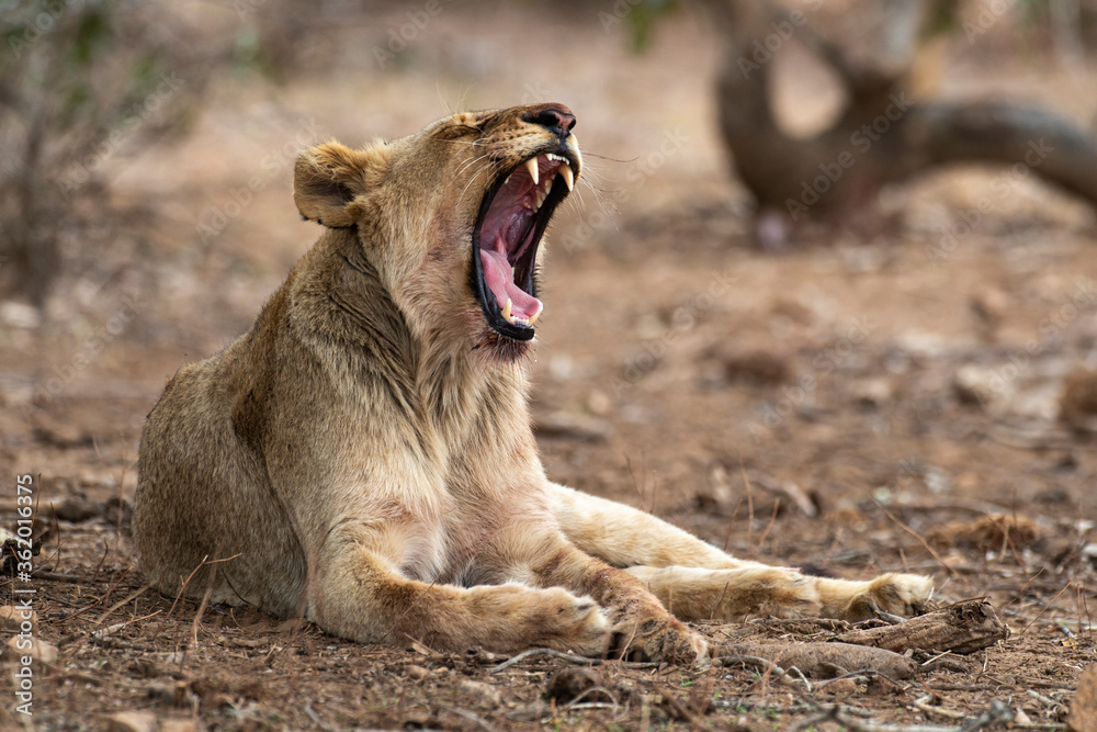 lion, femelle, lionne, Panthera leo, Afrique lion, femelle, lionne, Panthera leo, Afrique