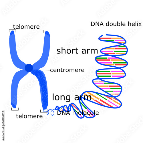 Chromosome structure.Dna double helix.Genome Study.Illustration for Biology.