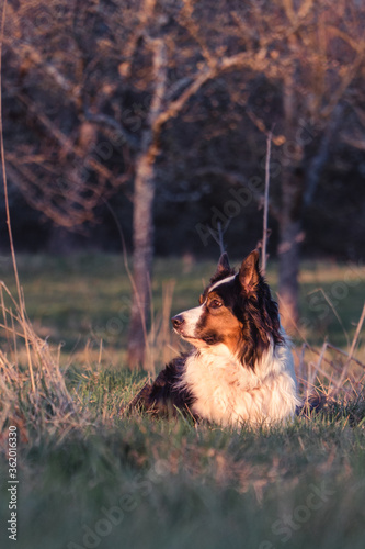 Fototapeta Naklejka Na Ścianę i Meble -  A cute australian shepherd laying on a grass field during golden hour and looking to the side.