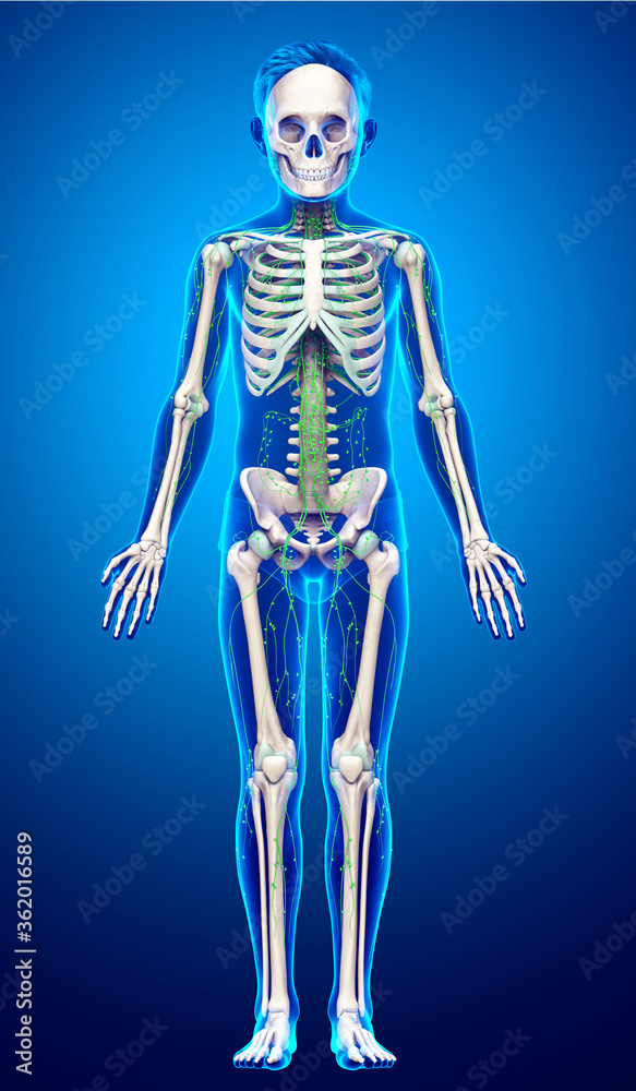3d rendered medically accurate illustration of a young boy lymphatic system 3d rendered medically accurate illustration of a young boy lymphatic system