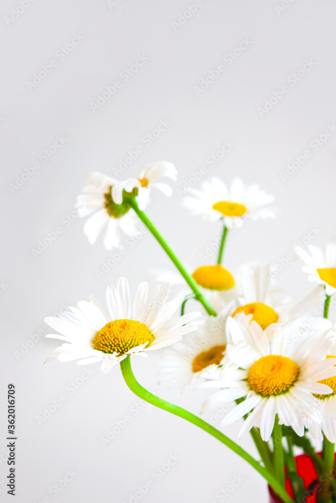 Obraz premium Wildflowers. Daisy. Bouquet of daisies on a light background.