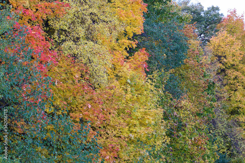 Colorful foliage in autumn