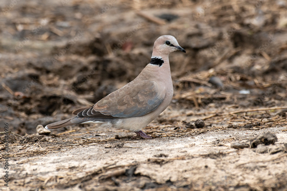 Tourterelle du Cap,
Streptopelia capicola, Ring necked Dove Tourterelle du Cap,
Streptopelia capicola, Ring necked Dove