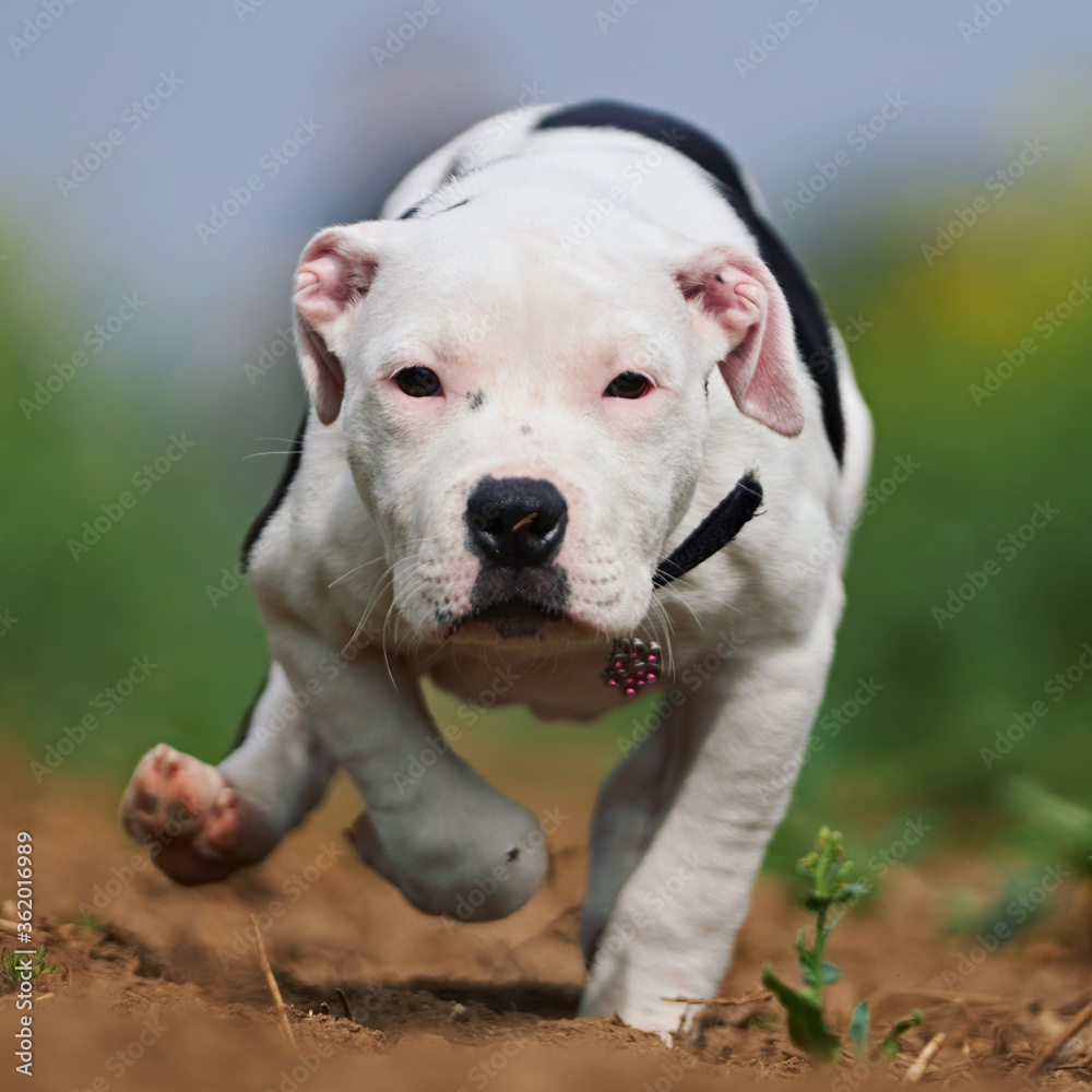 Obraz premium Happy staffy running towards you