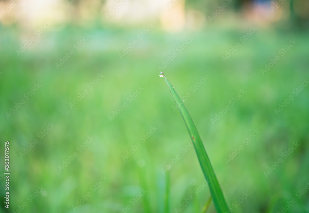 Water droplets with grass in the morning are sunny.