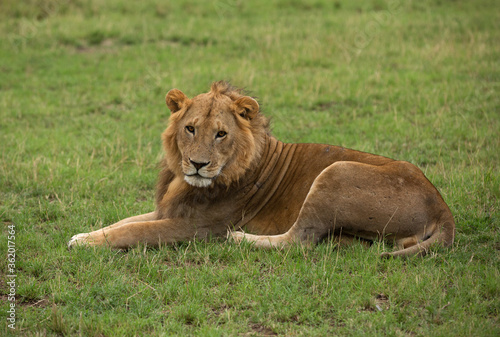 Lion resting on green at Masai Mara, Kenya