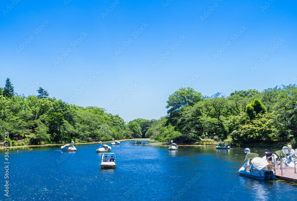 Obraz premium 吉祥寺 井の頭公園