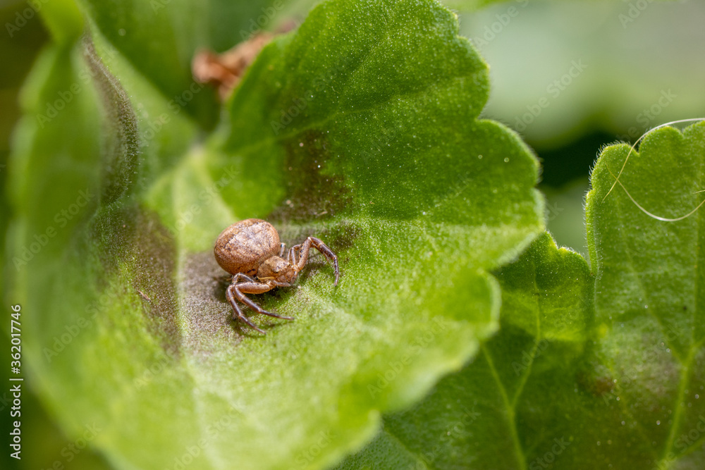 macro shot of a small brown spider with thick abdomen sitting on a green leaf macro shot of a small brown spider with thick abdomen sitting on a green leaf