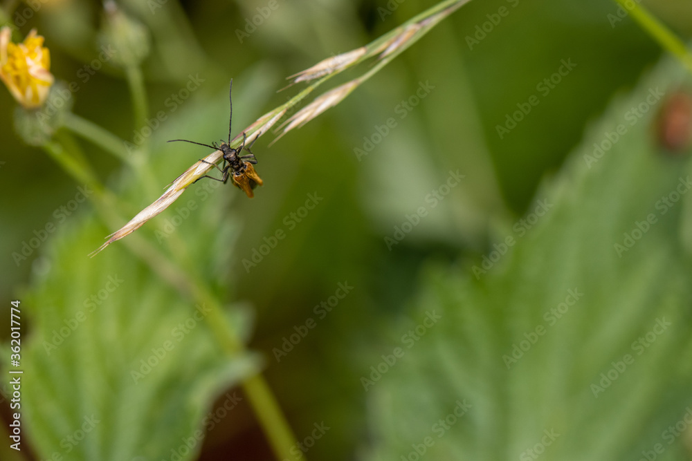 elongated black beetle sitting on a green leaf