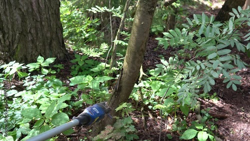 Сutting down a tree with a delimbing electric saw photo