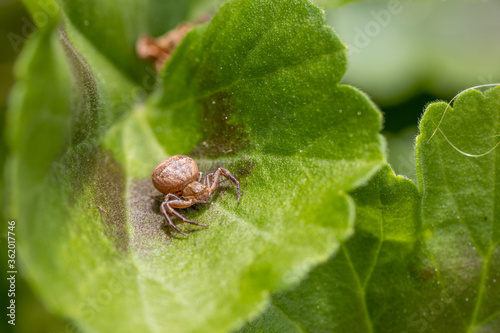  macro shot of a small brown spider with thick abdomen sitting on a green leaf