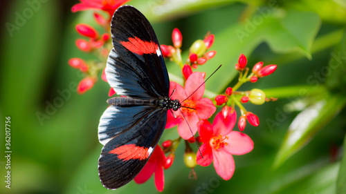 red admiral butterfly