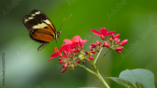 butterfly on flower