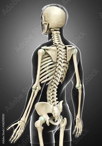 3d rendered, medically accurate illustration of a male skeleton system