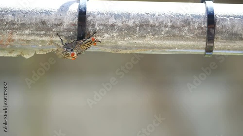 fly making love, breeding on steel bar