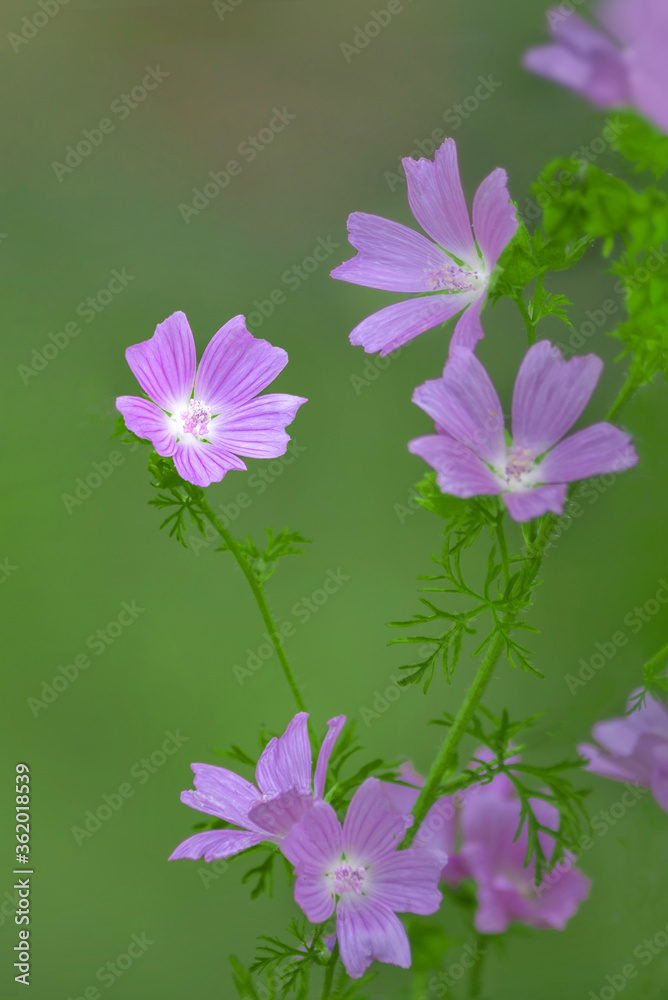 Lovely pink Blossoms of Malva moschata, (the musk mallow or musk-mallow) in the garden with green lawn in the background Lovely pink Blossoms of Malva moschata, (the musk mallow or musk-mallow) in the garden with green lawn in the background