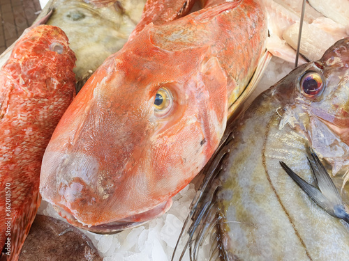 Mediterranean red tub gurnard (Chelidonichthys lucerna) sold at the market outside photo