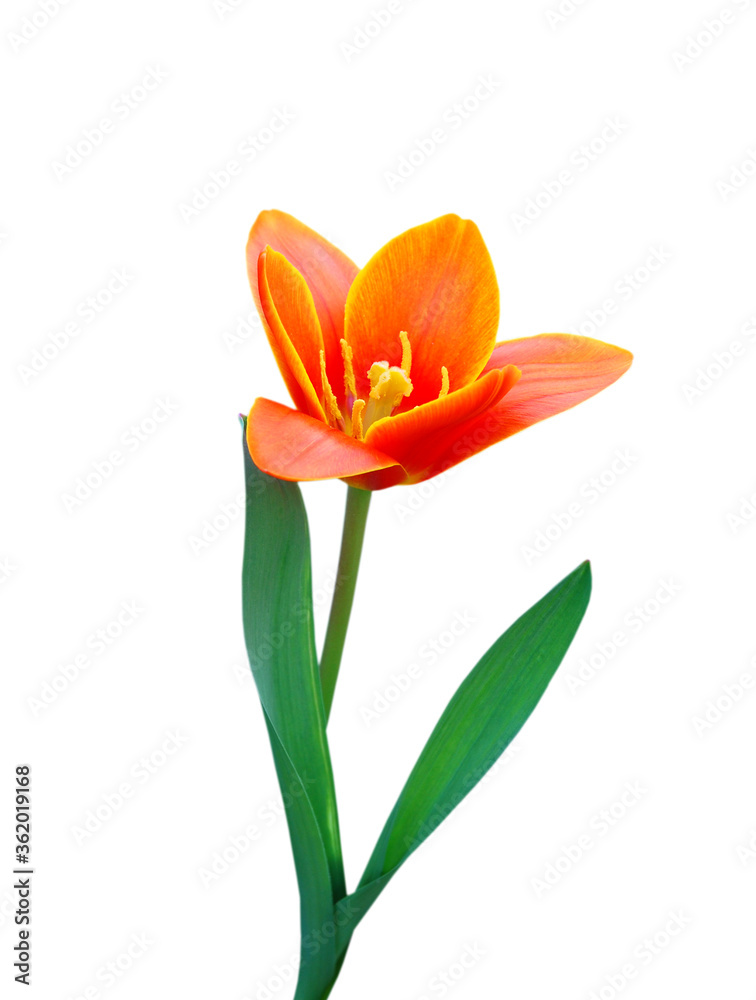 Naklejka premium Orange tulips isolated on white background 
