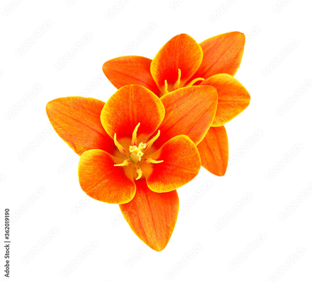 Fototapeta premium Orange tulips isolated on white background 