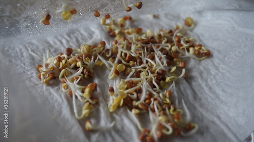 View of reddish sprouts on white background in a plastic bag, seed of redddis with roots.