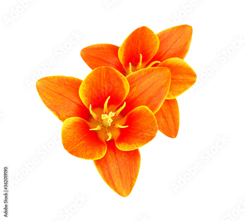 Orange tulips isolated on white background  © ImagesMy