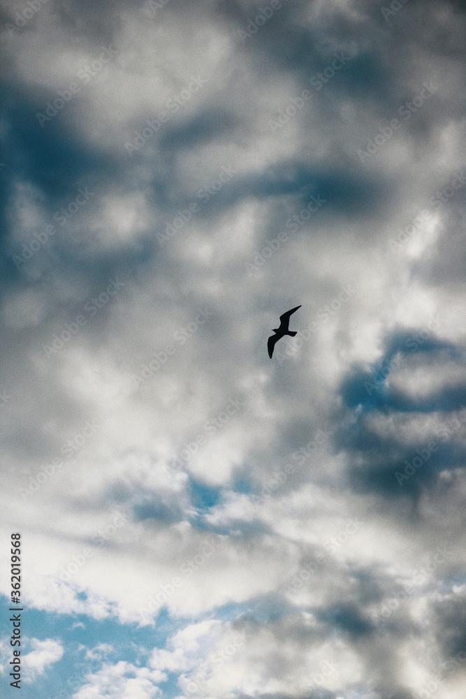 seagull in the sky