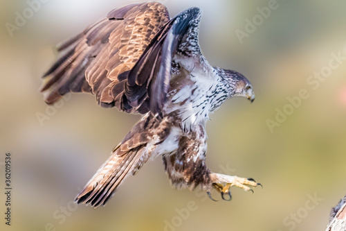 Aguila Perdicera