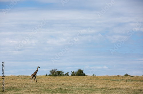 Giraffe in the vast grassland of Savannah  Masai Mara